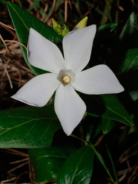 20120203_vinca_difformis_01.jpg