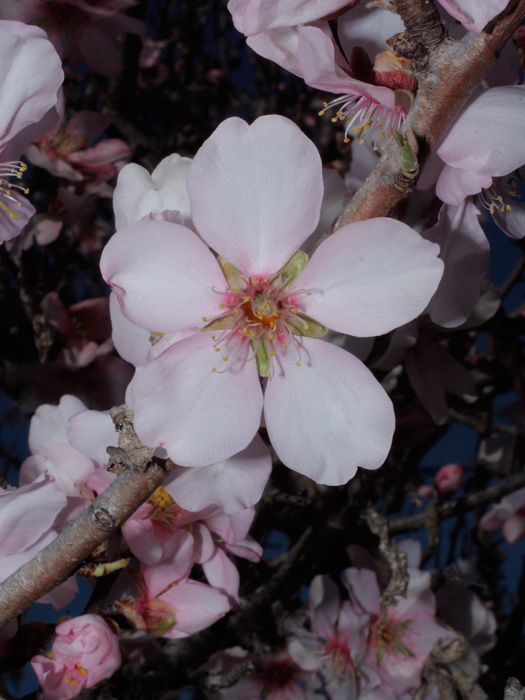 20120213_prunus_dulcis_01.jpg