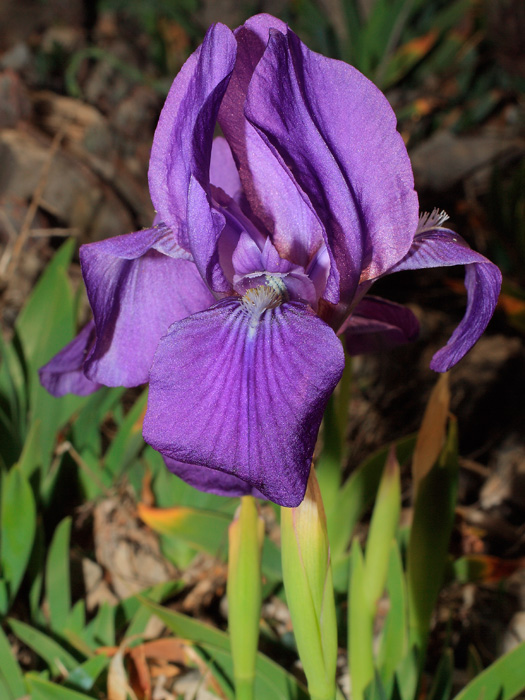 20120303_iris_lutescens_01.jpg
