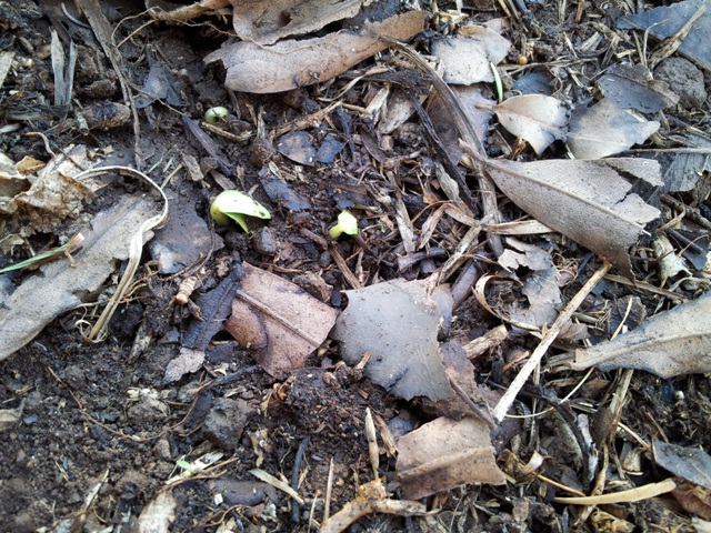 20120305_163949.jpg