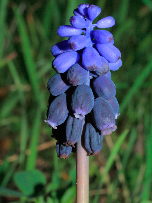 20120309_muscari_neglectum_01.jpg