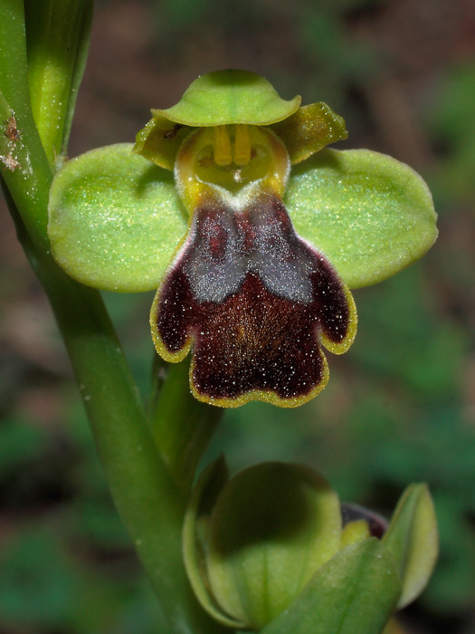 20120309_ophrys_dianica_01.jpg