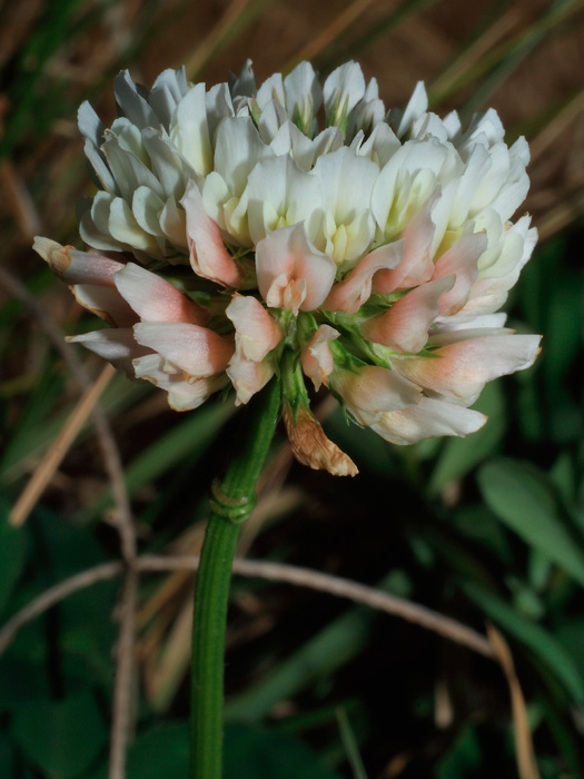 20120309_trifolium_repens_01.jpg