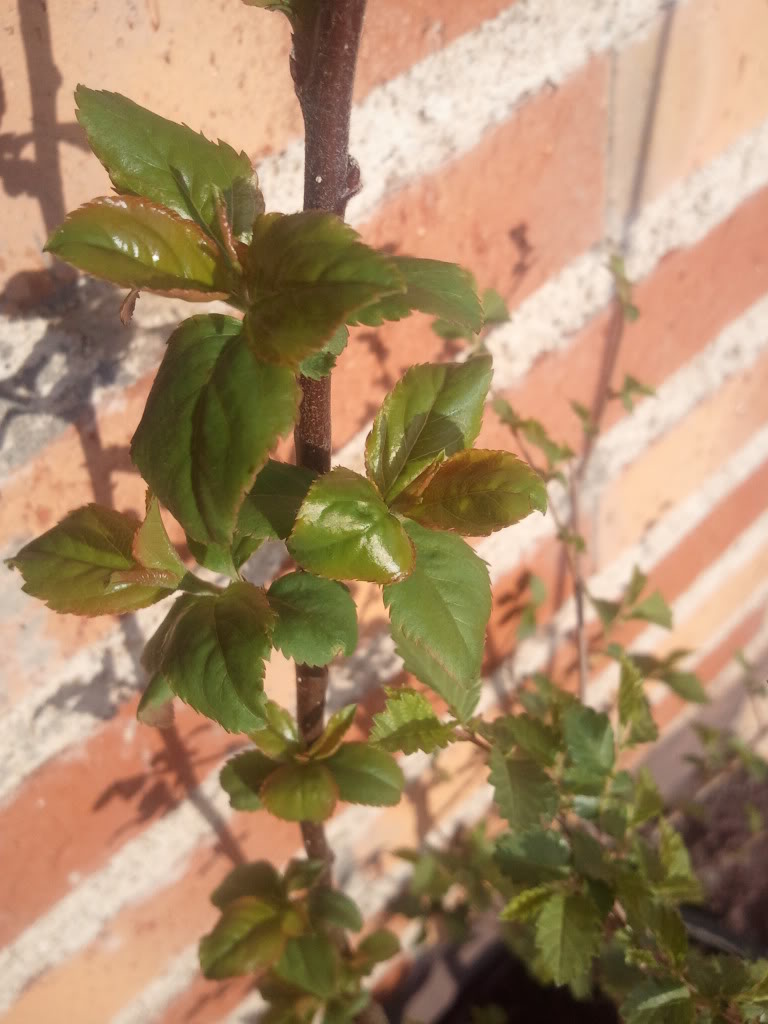 20120316_175858.jpg