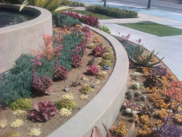 20120323__siskin_rainbow_succulents.JPG