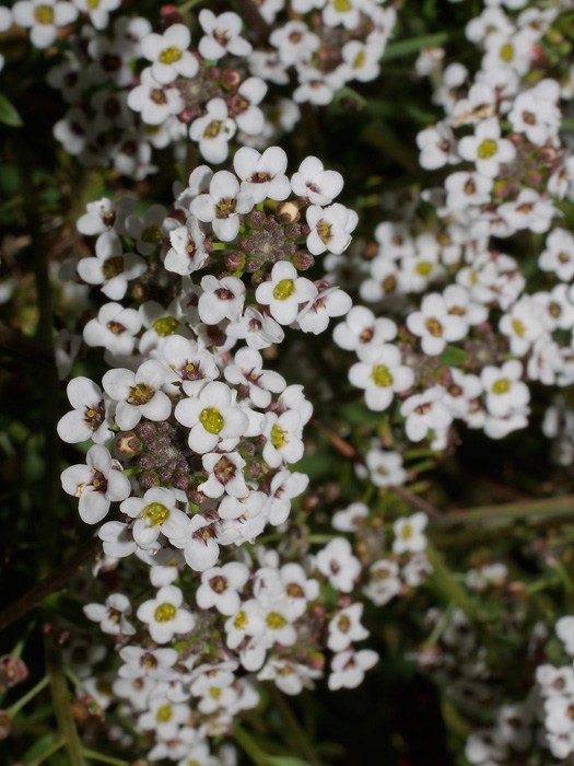 20120323_lobularia_maritima_01.jpg