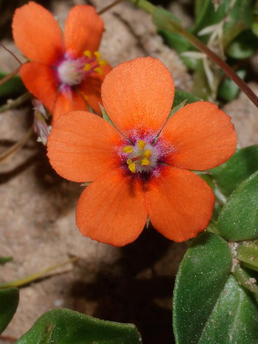 20120330_anagallis_arvensis_01.jpg