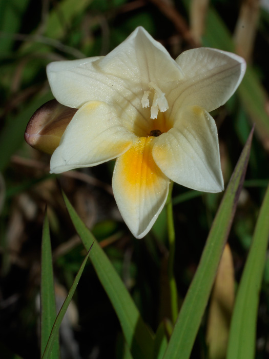 20120330_freesia_refracta_01.jpg