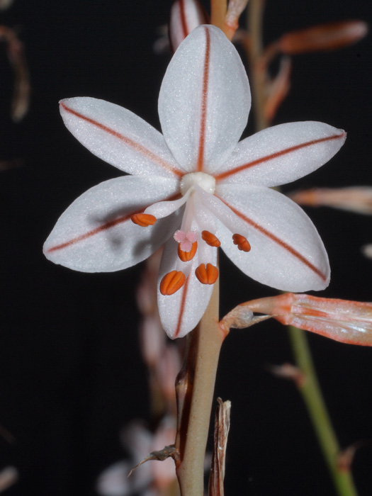 20120402_asphodelus_fistulosus_01.jpg