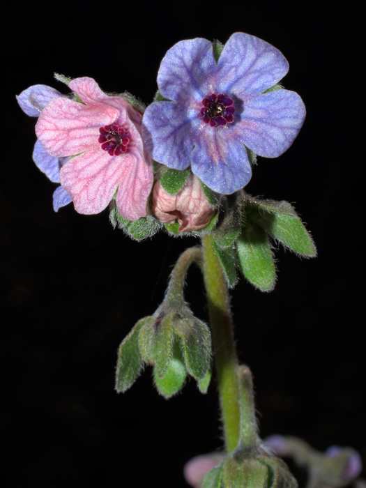 20120413_cynoglossum_creticum_01.jpg