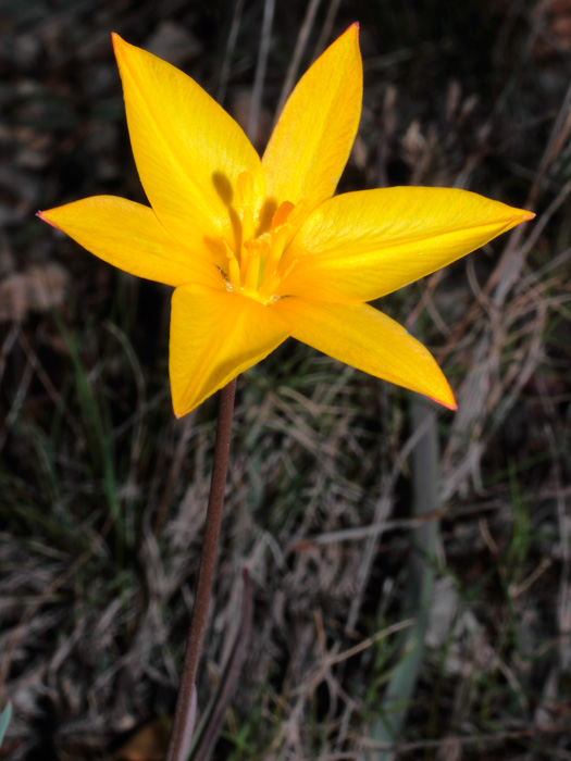 20120413_tulipa_australis_01.jpg