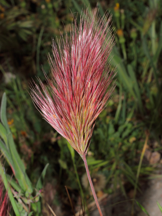 20120422_bromus_rubens_01.jpg