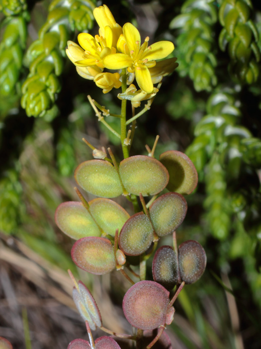 20120502_biscutella_riberensis_01.jpg