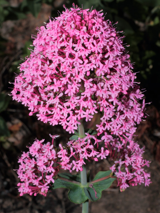 20120502_centranthus_ruber_01.jpg