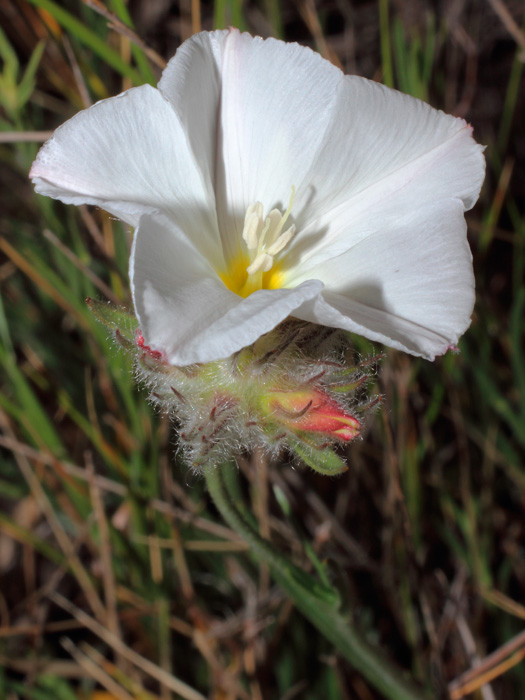 20120502_convolvulus_lanuginosus_01.jpg