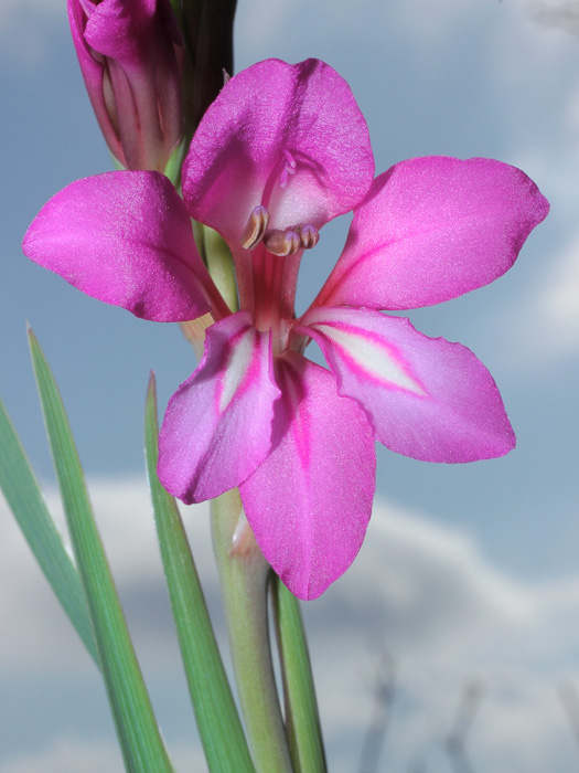 20120502_gladiolus_illyricus_01.jpg