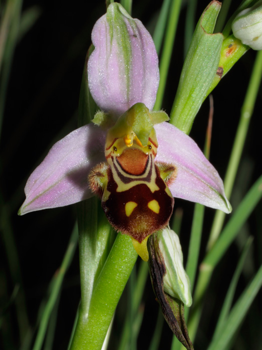 20120507_ophrys_apifera_01.jpg