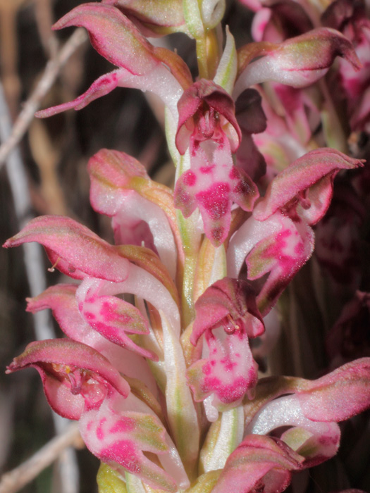 20120514_orchis_fragans_01.jpg