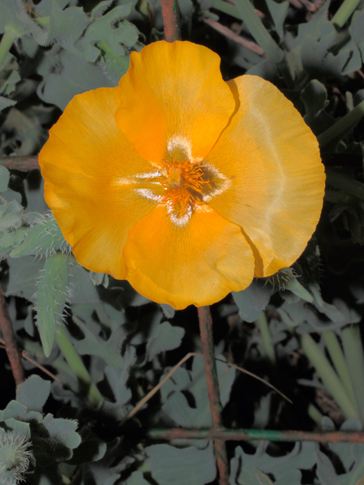 20120515_glaucium_flavum_01.jpg