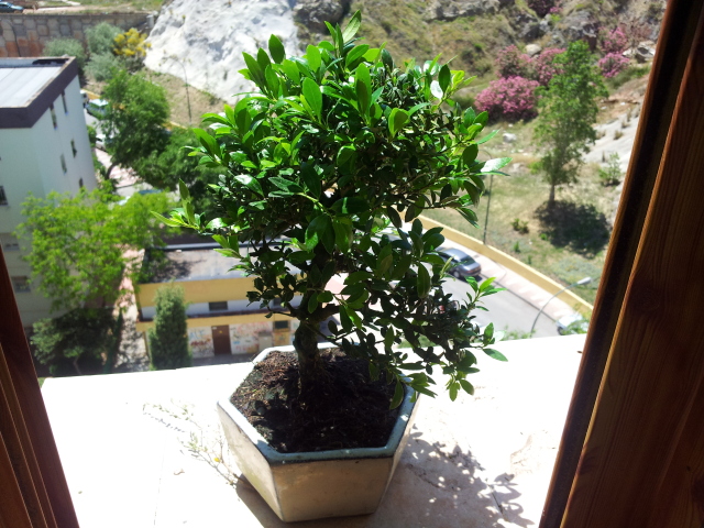 20120522_151626.jpg