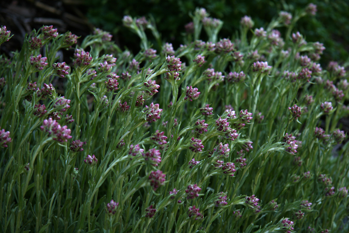 201206147980.jpg
