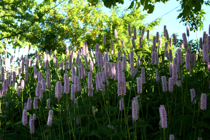 201206147985.jpg