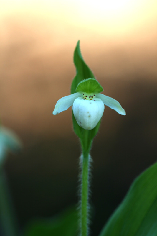 201206158029.jpg