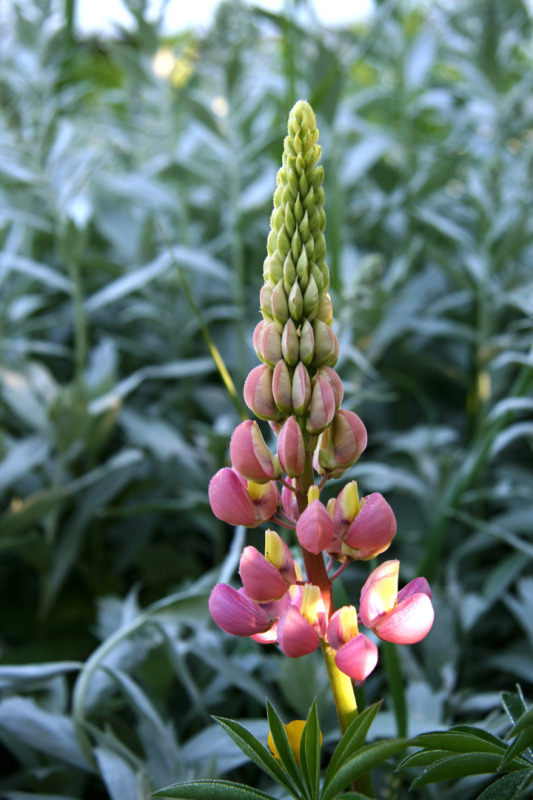 201206158078.jpg