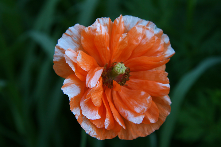201206158079.jpg