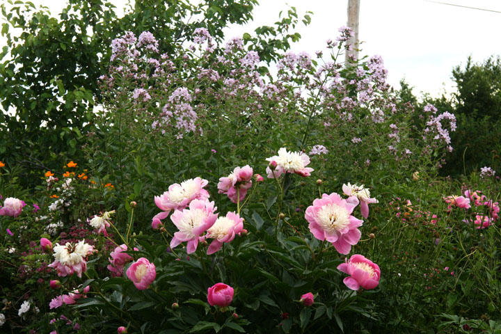 201207098206.jpg