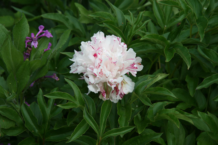201207098210.jpg