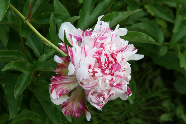 201207098212.jpg