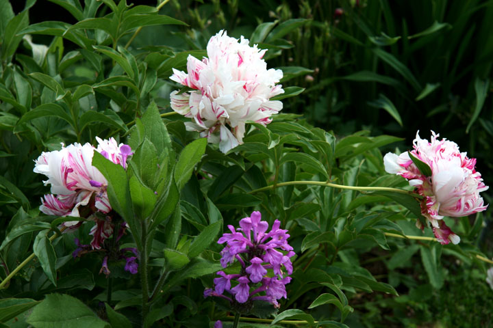 201207098213.jpg