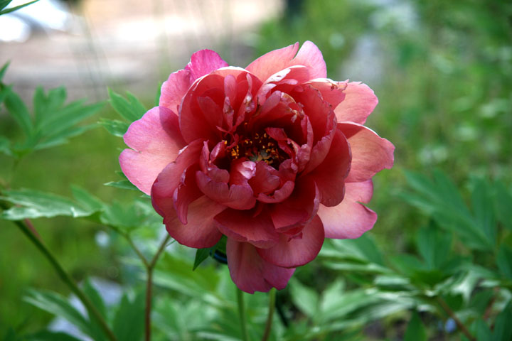 201207098232.jpg
