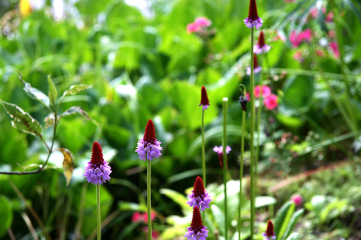 201207098238.jpg