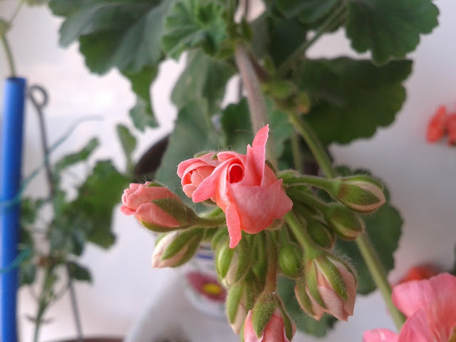 20120726_134112.jpg
