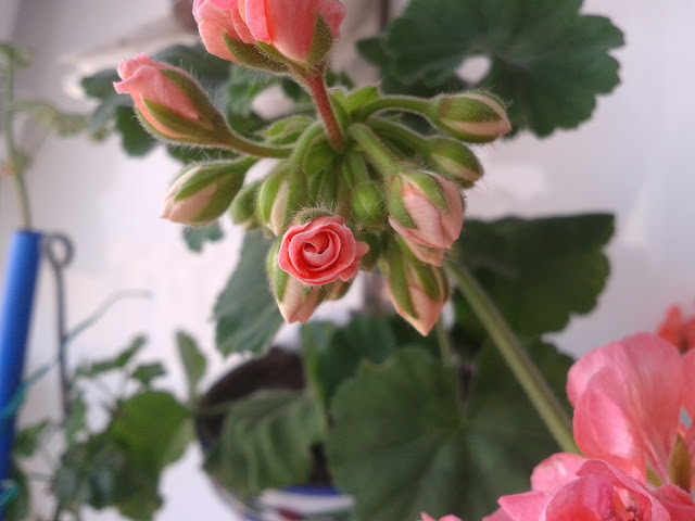 20120726_134116.jpg