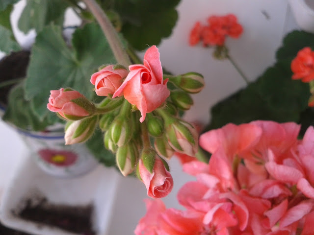 20120726_134218.jpg