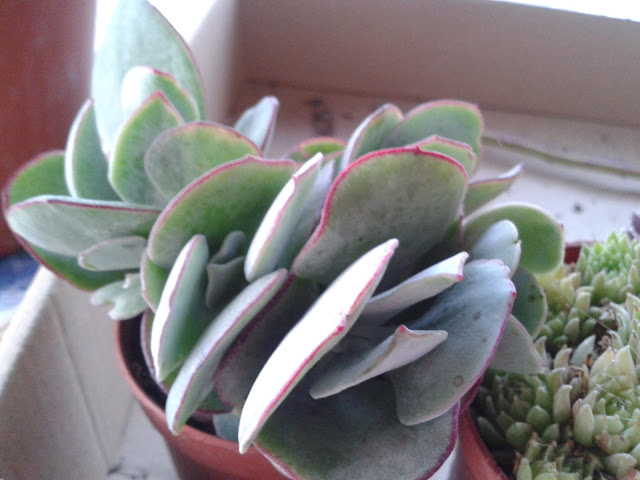 20120730_210446.jpg