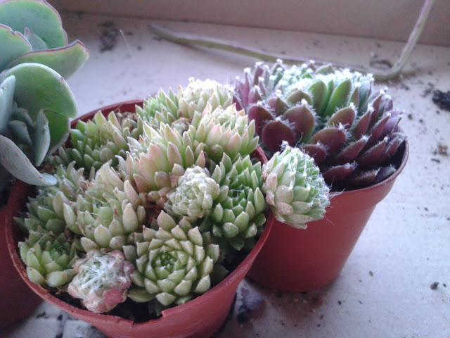 20120730_210452.jpg