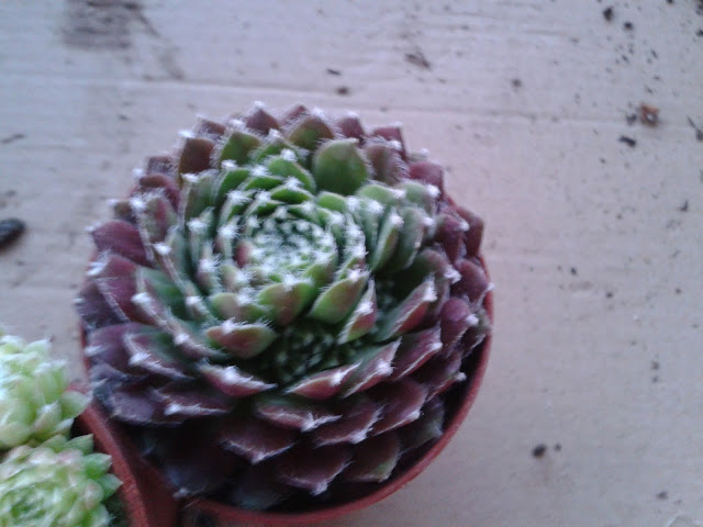 20120730_210458.jpg