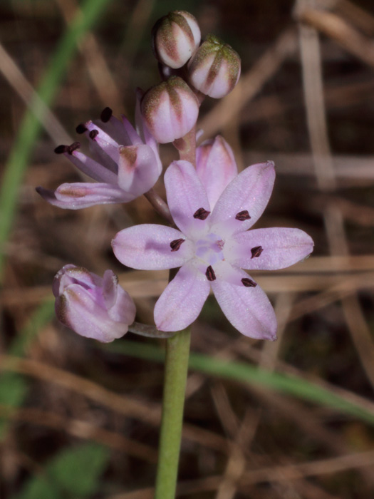 20120929_scilla_autumnalis_01.jpg