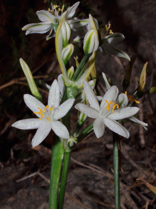 20121003_lapiedra_martinezii_01.jpg