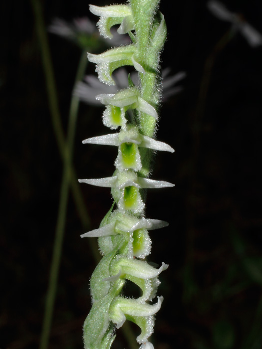 20121007_spiranthes_spiralis_01.jpg