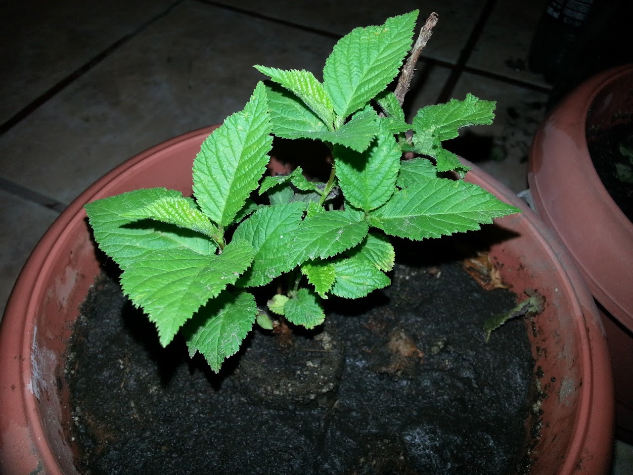 20121111_004330.jpg