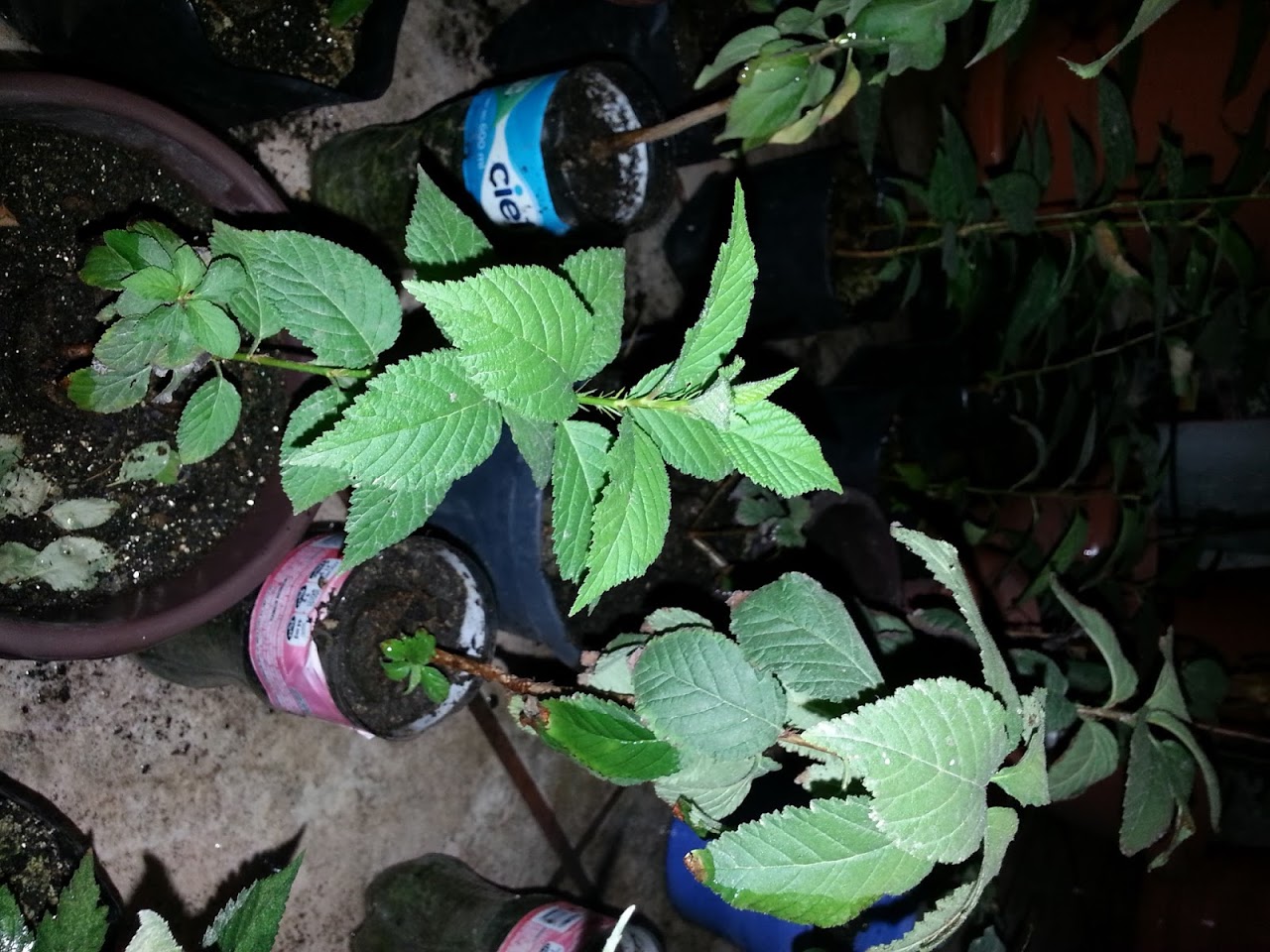 20121111_004355.jpg