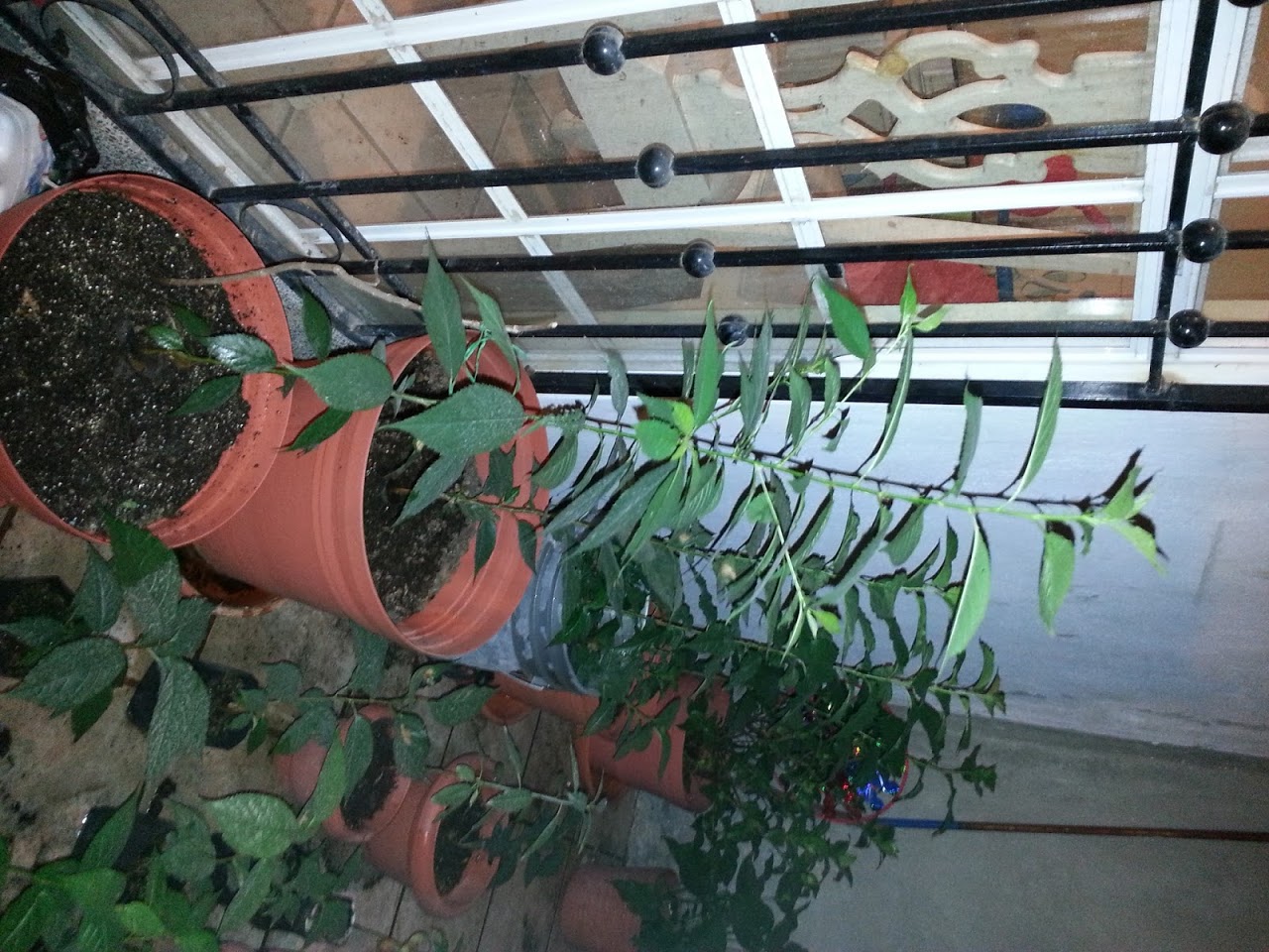 20121111_004418.jpg