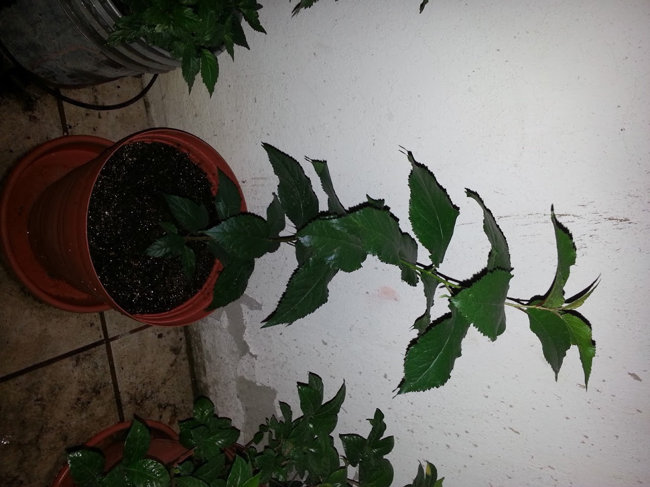 20121111_004711.jpg