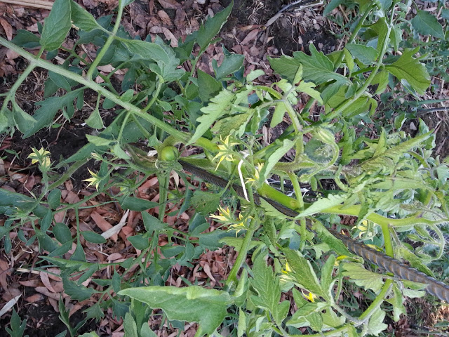 20121201_185056.jpg