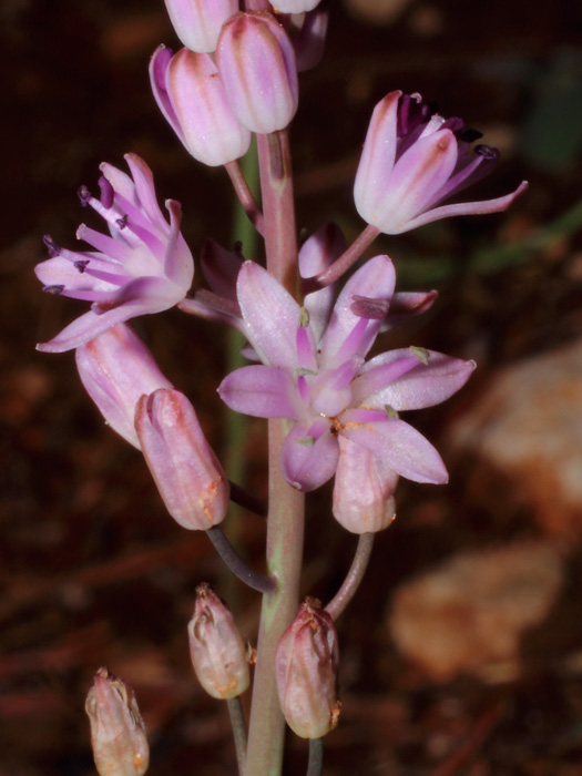 20122909_scilla_obtusifolia_01.jpg